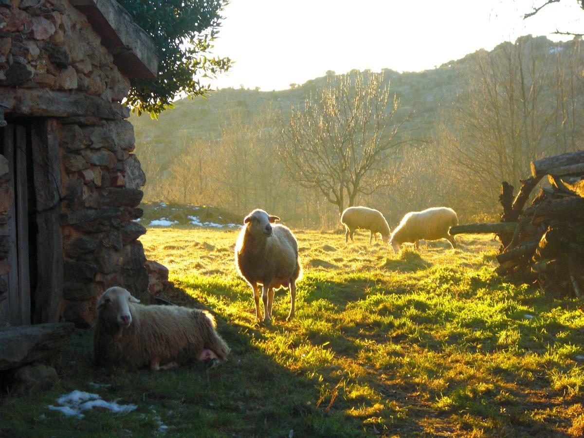 Al Viento, Alojamiento&Turismo Rural Prádena del Rincón Exterior foto